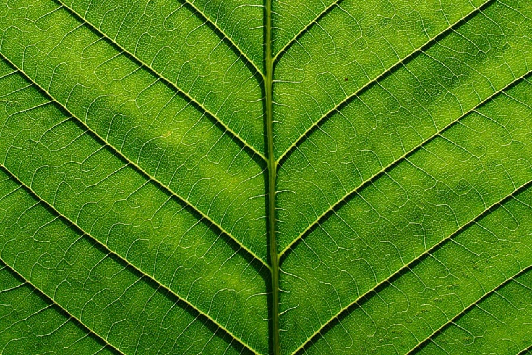 Veins in a Horse Chestnut leaf demonstrate efficient branching patterns that follow Murray's law.
